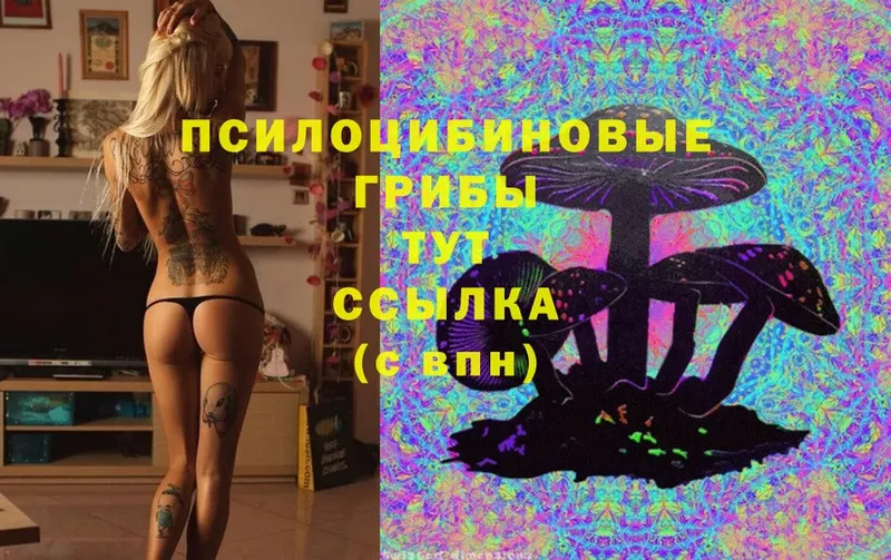 Псилоцибиновые грибы Cubensis  сколько стоит  Химки 